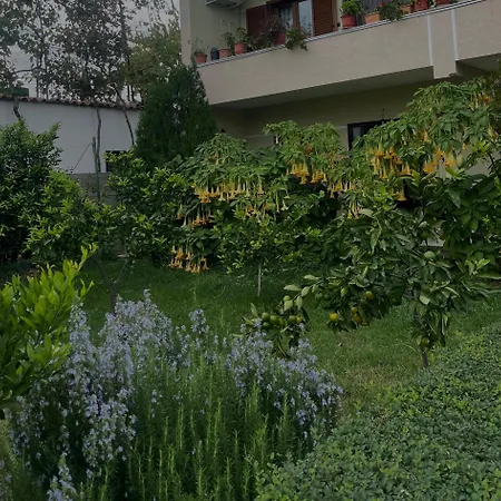 Daci House Guest house
