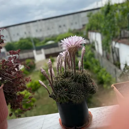 Daci House Guest house *